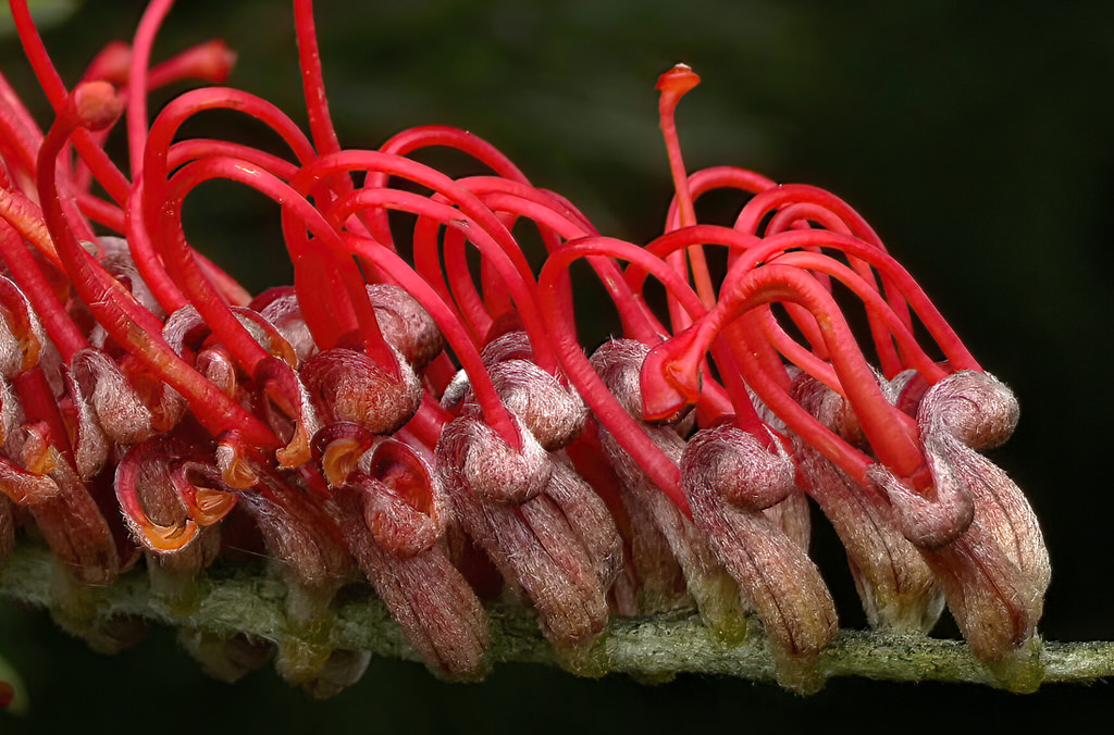 Grevillea nivea Scarlet King flower The Doc's Blog